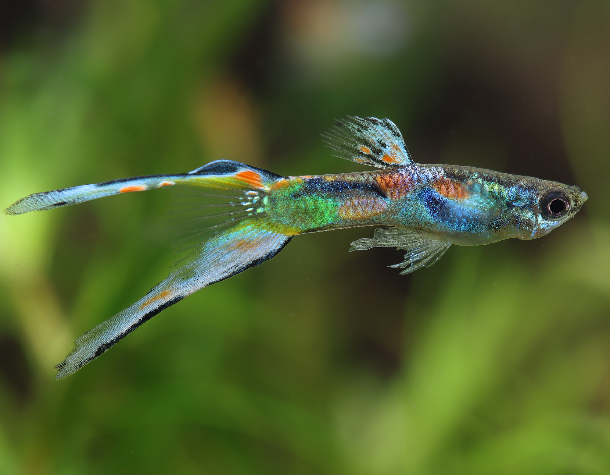 10 Colorful Freshwater Fish and Invertebrates for Beginners